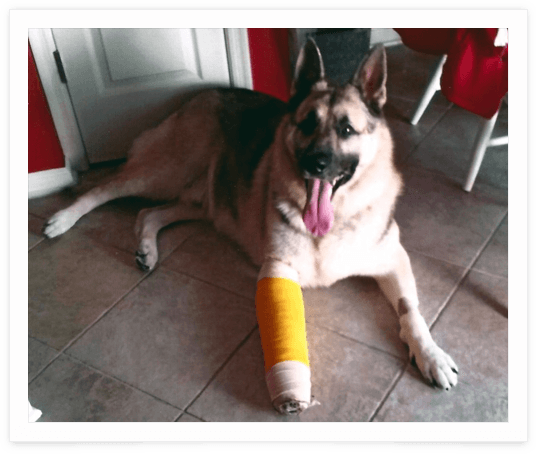 My dog, Sirius, in his Cast